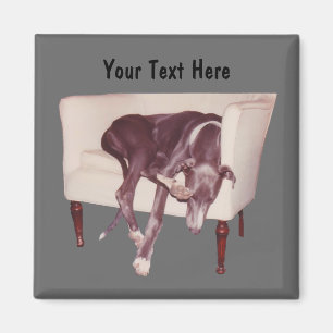 Greyhound Sleeping In Chair Funny Magnet