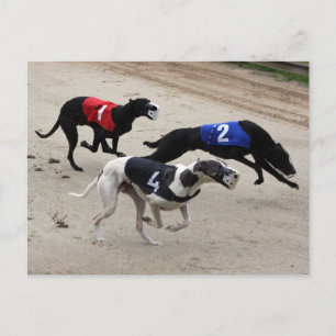 greyhound sprint postcard