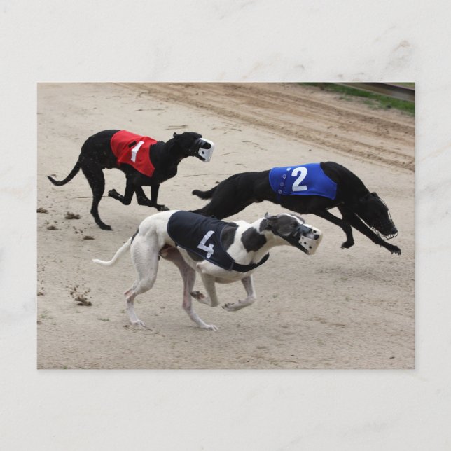 greyhound sprint postcard (Front)
