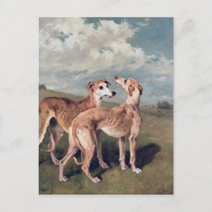 Greyhounds Postcard