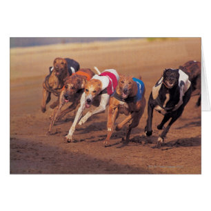 Greyhounds racing on track