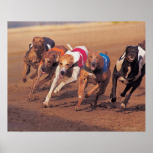 Greyhounds racing on track poster