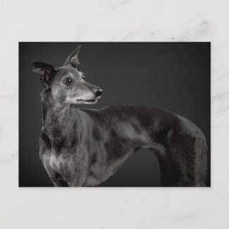 Greying whippet postcard