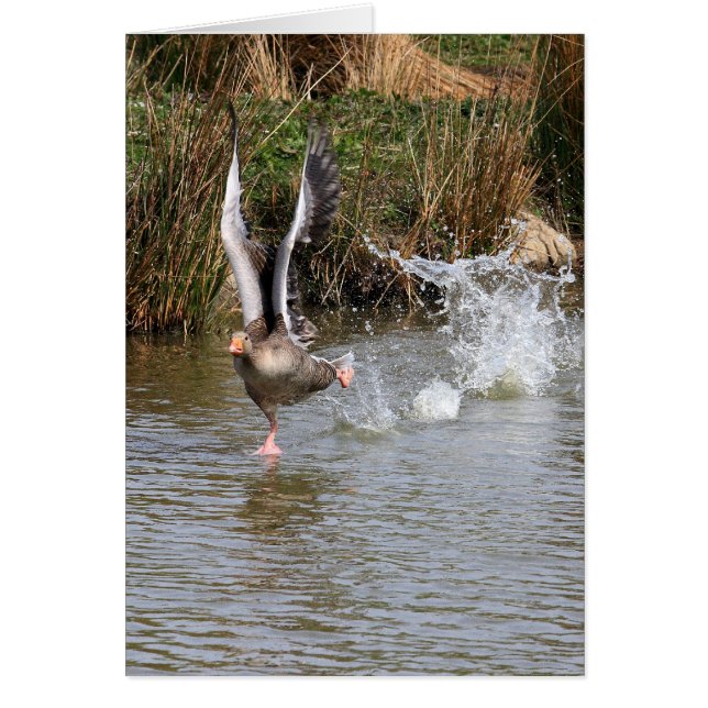 Greylag Geese (Front)