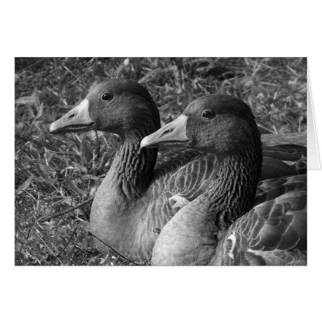Greylag Geese B&W (Front Horizontal)