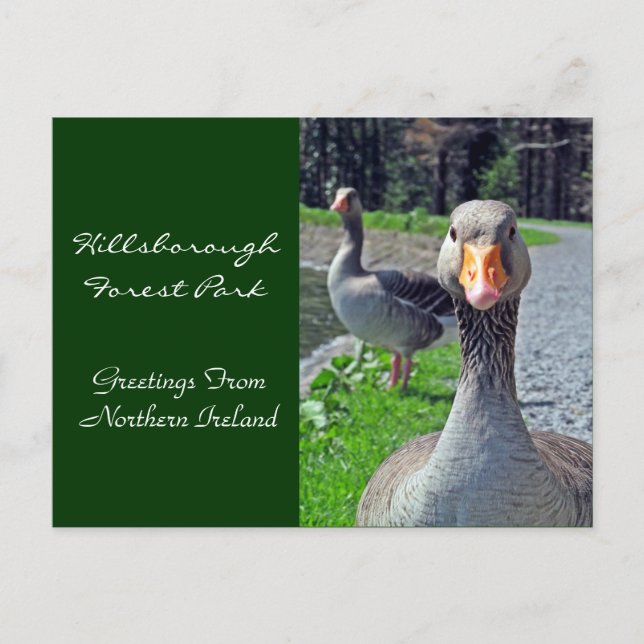 Greylag Geese (Hillsbrough Forest Park) Postcard (Front)