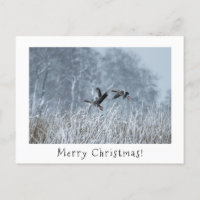 Greylag geese in snowy landscape christmas card.