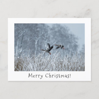 Greylag geese in snowy landscape christmas card. holiday postcard