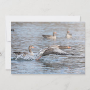 Greylag Geese Nature Photo Card