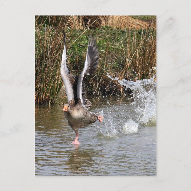 Greylag Geese Postcard (Front)
