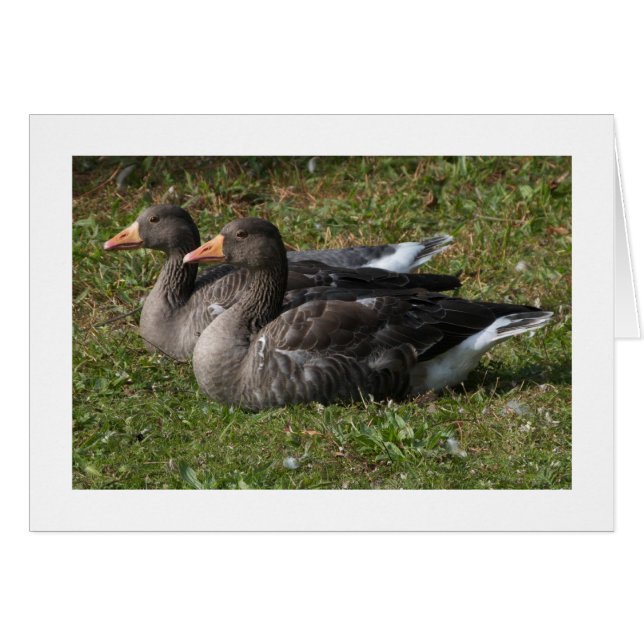 Greylag Geese (Wide Bordered) (Front Horizontal)