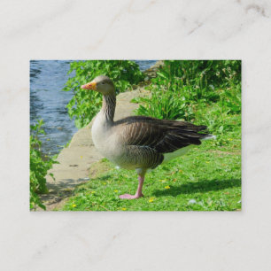 Greylag Goose Business Card