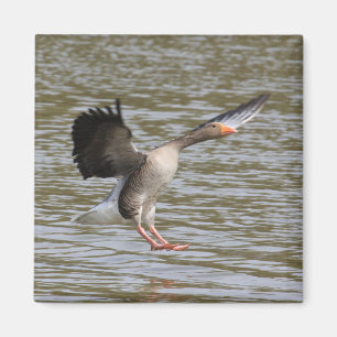 Greylag Goose Magnet