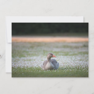 Greylag Goose Nature Photo Card