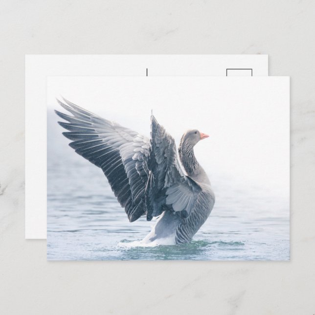 Greylag goose nature photo holiday postcard (Front/Back)