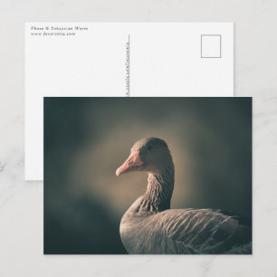 Greylag Goose Postcard