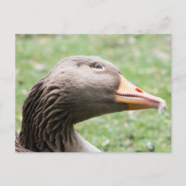 Greylag Goose Postcard (Front)