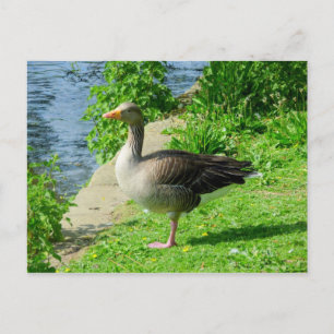 Greylag Goose Postcard