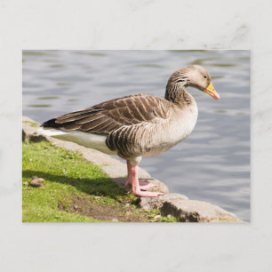 Greylag Goose Postcard