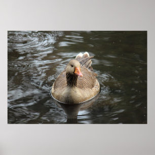 Greylag Goose. Roath Park Lake, Cardiff, Wales Pos Poster
