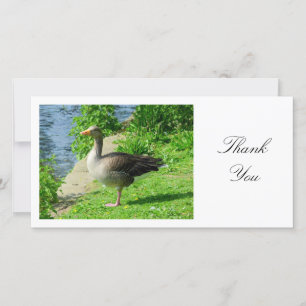 Greylag Goose - Thank You Card