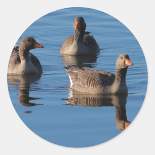 Greylag Goose Trio Classic Round Sticker