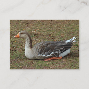 Greylag Swan Goose Cross Business Card