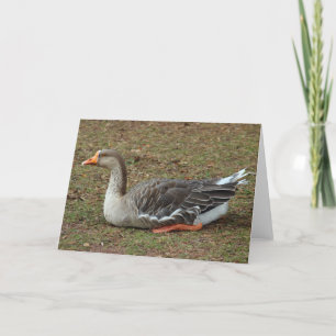Greylag Swan Goose Cross Card