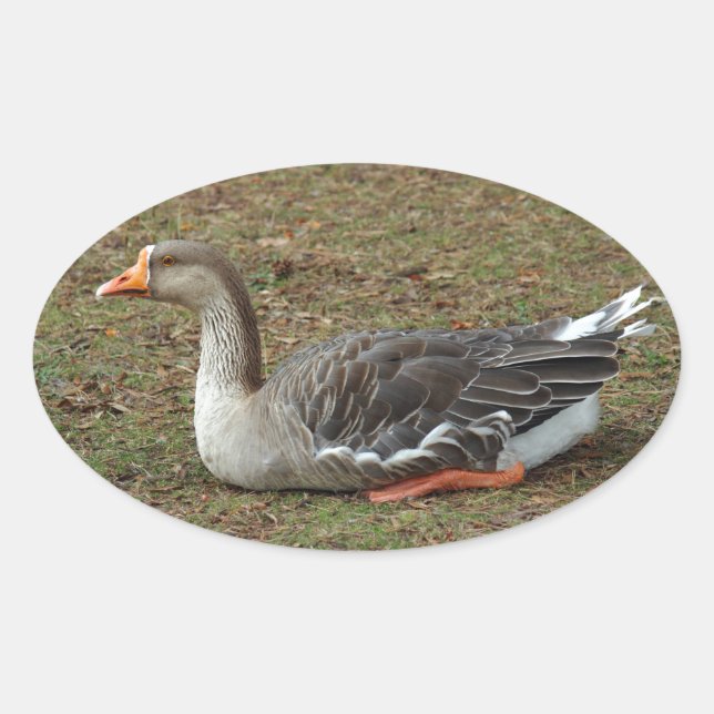 Greylag Swan Goose Cross Oval Sticker (Front)