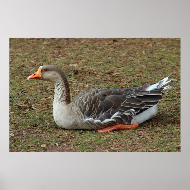 Greylag Swan Goose Cross Poster (Front)