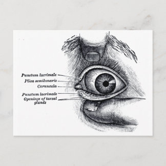 Grey's Anatomy — eyeball Postcard