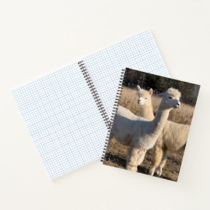 Grid Ruled Spiral Notebook - Abby & Bailey Alpaca