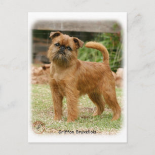 Griffon Bruxellois 9Y406D-078 Postcard