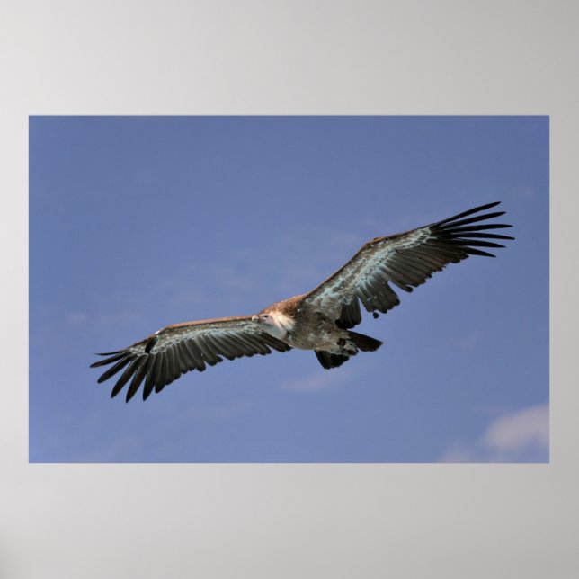 Griffon vulture in flight poster (Front)