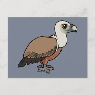 Griffon Vulture Postcard