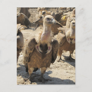 Griffon Vulture Postcard