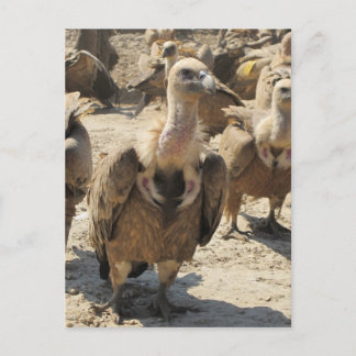 Griffon Vulture Postcard