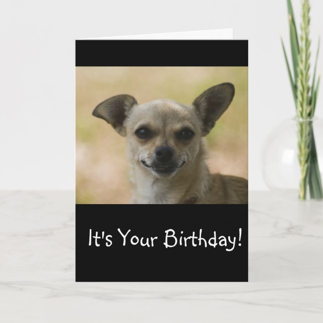 Grin and Bear It Chihuahua Birthday Card (Front)