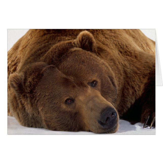 Grizzle Bear (Front Horizontal)