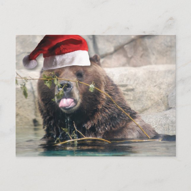 Grizzley Bear in a Santa Hat Holiday Postcard (Front)