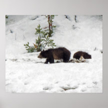 Grizzlies in the Snow Poster Print