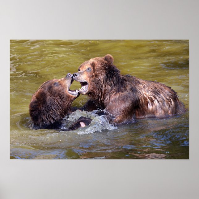 Grizzlies in the water poster (Front)