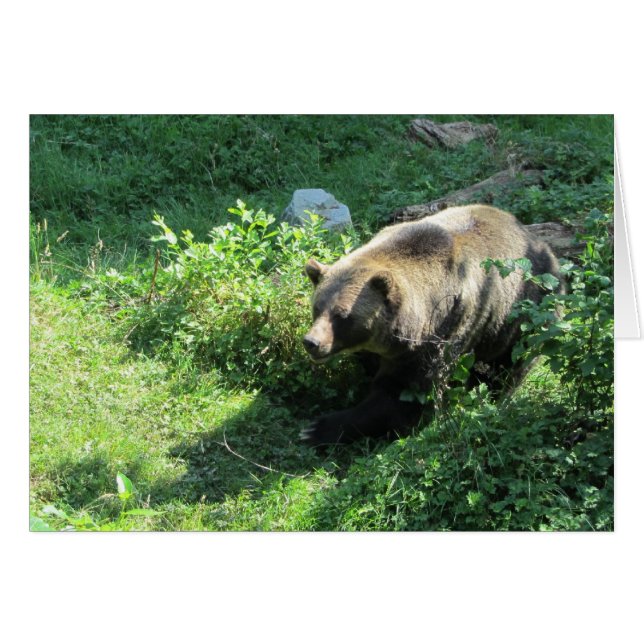Grizzly Bear (Front Horizontal)