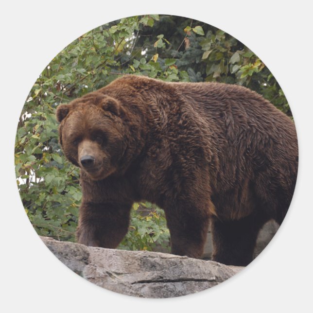 grizzly-bear-004 classic round sticker (Front)