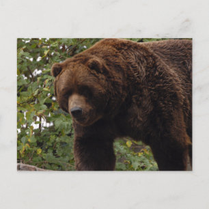 grizzly-bear-005 postcard