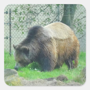 Grizzly Bear #2 Stickers