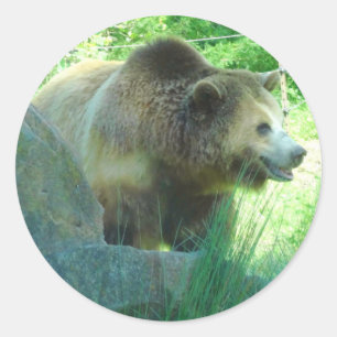 Grizzly Bear #3 Stickers