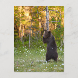 Grizzly bear and a tree postcard