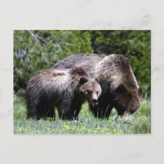 Grizzly Bear and Cub Postcard