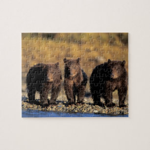 Grizzly bear, brown bear, cubs, Katmai National Jigsaw Puzzle